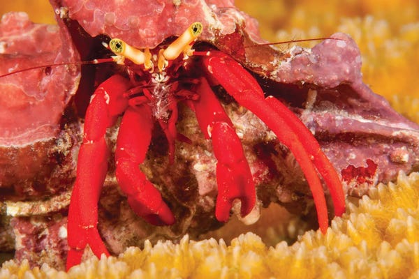 David Fleetham: A Scarlet Leg Hermit Crab, Paguristes Cadenati, Off The Island Of Bonaire In The Caribbean by David Fleetham