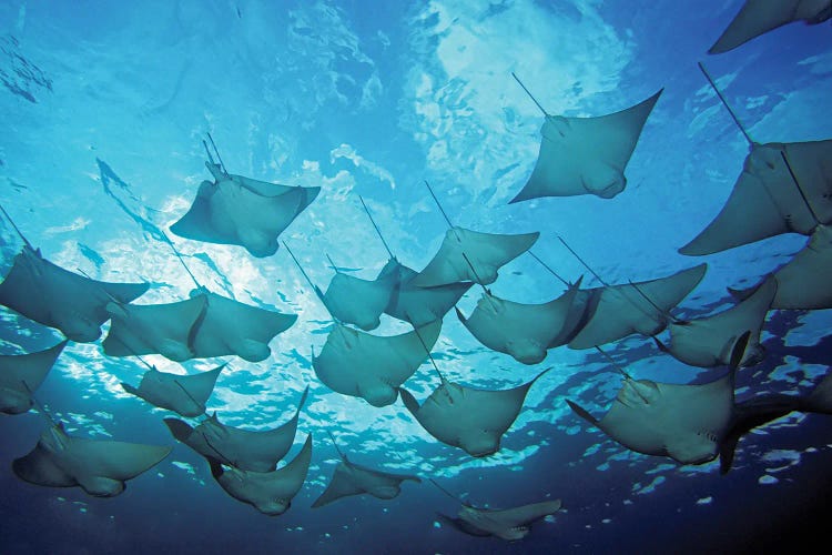 A School Of Cownose Rays, Rhinoptera Steindachneri, In The Galapagos Islands