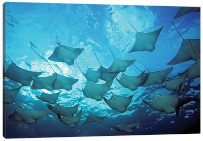 A School Of Cownose Rays, Rhinoptera Steindachneri, In The Galapagos Islands Canvas Art Print - David Fleetham