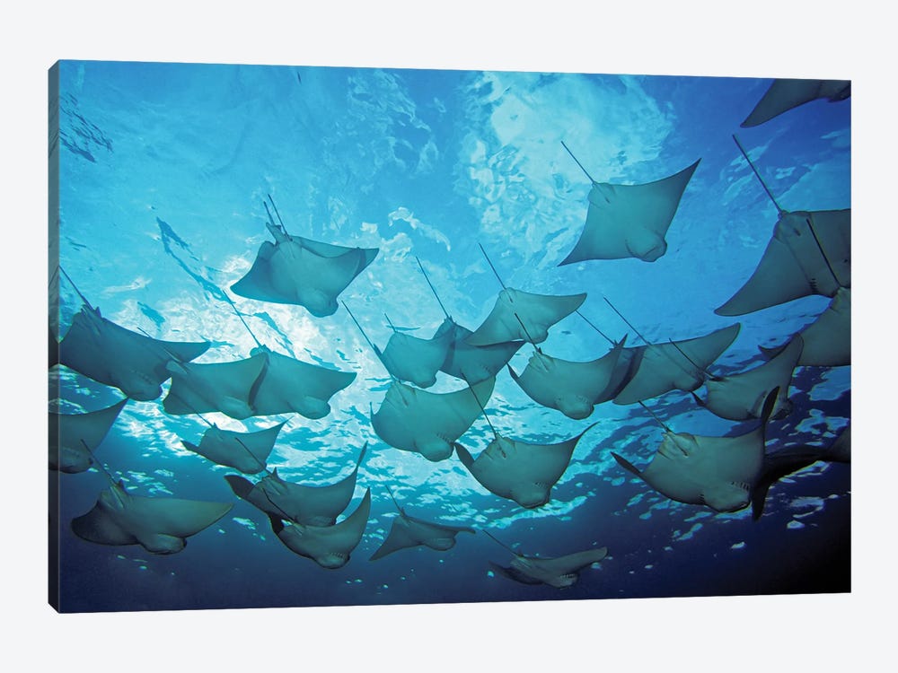 A School Of Cownose Rays, Rhinoptera Steindachneri, In The Galapagos Islands by David Fleetham 1-piece Canvas Wall Art