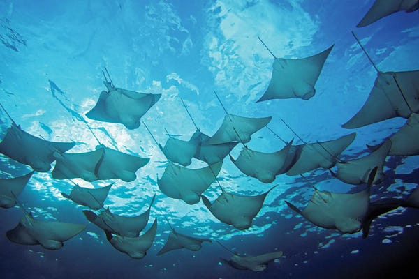David Fleetham: A School Of Cownose Rays, Rhinoptera Steindachneri, In The Galapagos Islands by David Fleetham