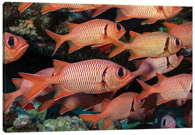 A School Of Shoulderbar Soldierfish, Myripristis Kuntee Hawaii Canvas Art Print - David Fleetham