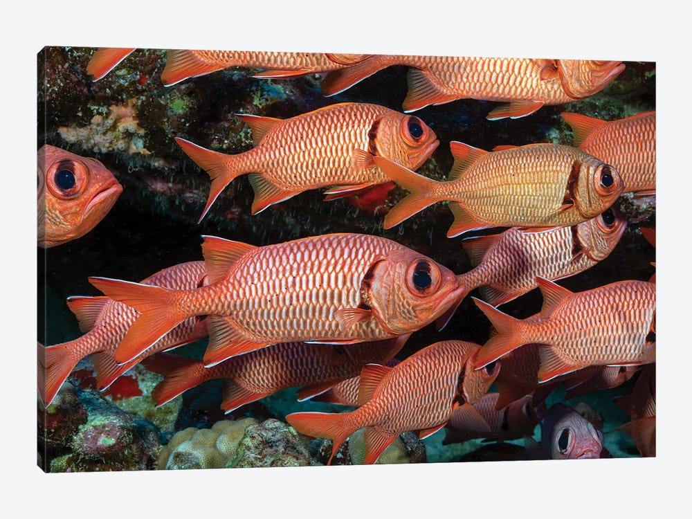 A School Of Shoulderbar Soldierfish, Myripristis Kuntee Hawaii by David Fleetham 1-piece Canvas Art Print
