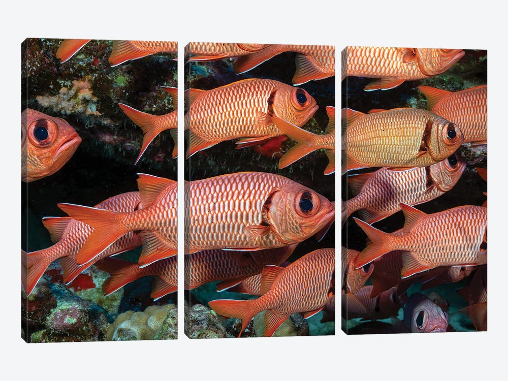 A School Of Shoulderbar Soldierfish, Myripristis Kuntee Hawaii by David Fleetham 3-piece Canvas Print