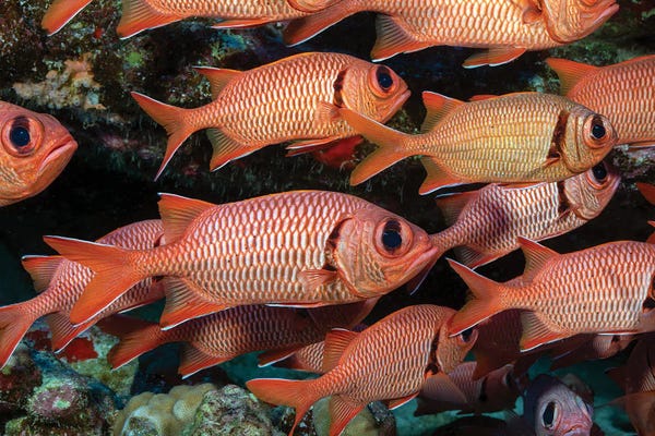 David Fleetham: A School Of Shoulderbar Soldierfish, Myripristis Kuntee Hawaii by David Fleetham