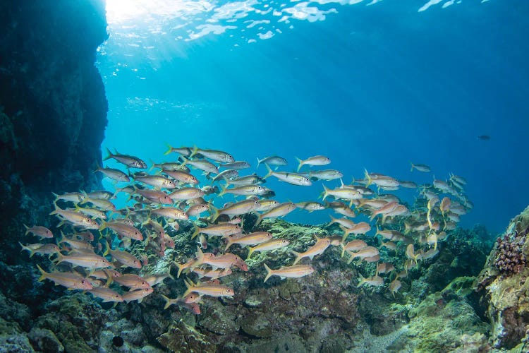 A School Of Yellowfin Goatfish, Mulloidichthys Vanicolensis, Hawaii