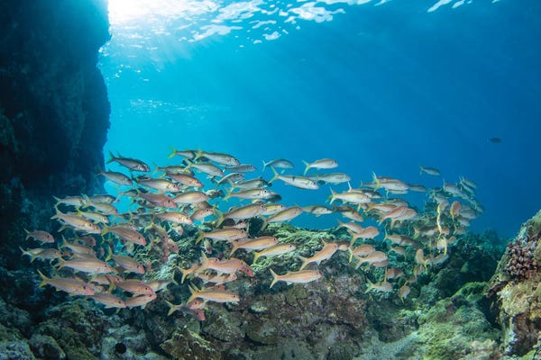 David Fleetham: A School Of Yellowfin Goatfish, Hawaii, Mulloidichthys Vanicolensis by David Fleetham