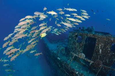 A School Of Yellowfin Goatfish On A Shipwreck Off Lahaina, Maui, Hawaii, Mulloidichthys Vanicolensis by David Fleetham framed canvas print