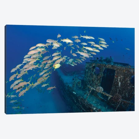 A School Of Yellowfin Goatfish, Mulloidichthys Vanicolensis, On A Shipwreck Off Lahaina, Maui, Hawaii Canvas Print #DFH110} by David Fleetham Canvas Art
