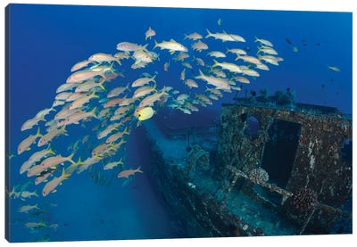 A School Of Yellowfin Goatfish, Mulloidichthys Vanicolensis, On A Shipwreck Off Lahaina, Maui, Hawaii Canvas Art Print - David Fleetham