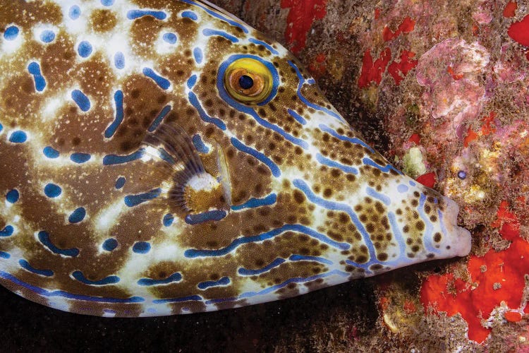 A Scrawled Filefish, Aluterus Scriptus, Biting Onto The Reef To Stay In One Place, Hawaii