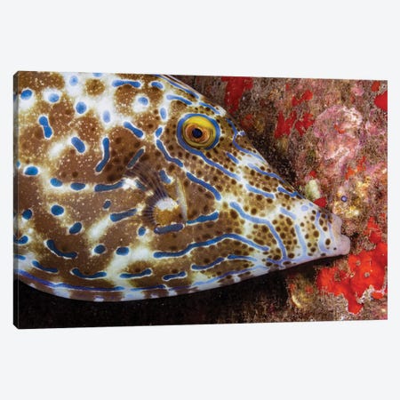 A Scrawled Filefish, Aluterus Scriptus, Biting Onto The Reef To Stay In One Place, Hawaii Canvas Print #DFH111} by David Fleetham Canvas Art