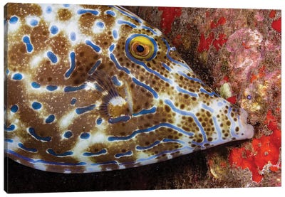 A Scrawled Filefish, Aluterus Scriptus, Biting Onto The Reef To Stay In One Place, Hawaii Canvas Art Print - David Fleetham