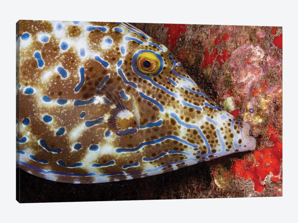 A Scrawled Filefish, Aluterus Scriptus, Biting Onto The Reef To Stay In One Place, Hawaii by David Fleetham 1-piece Canvas Art Print