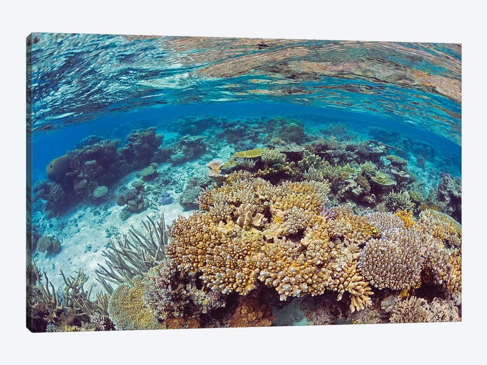 A Shallow Water Reef Scene Off The Island Of Kadavu, Fiji by David Fleetham 1-piece Canvas Art