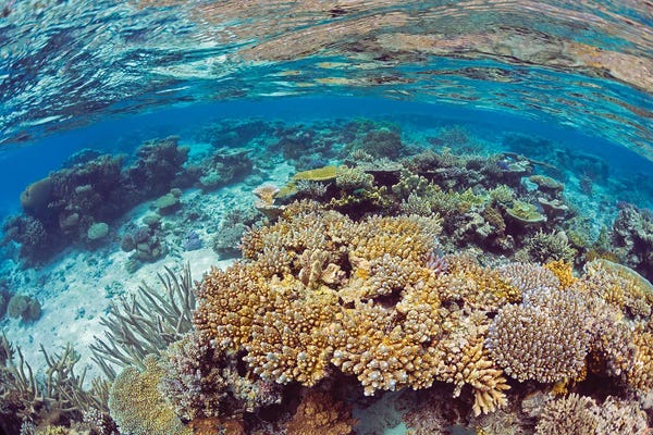 David Fleetham: A Shallow Water Reef Scene Off The Island Of Kadavu, Fiji by David Fleetham