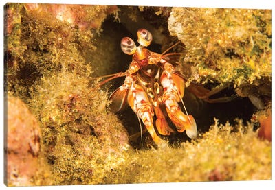 A Shortnose Mantis Shrimp, Odontodactylus Brevirostris, Hawaii Canvas Art Print - David Fleetham