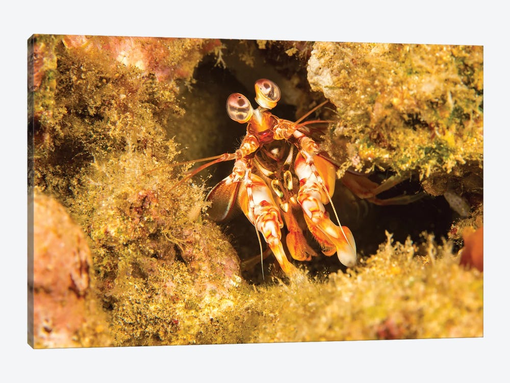 A Shortnose Mantis Shrimp, Odontodactylus Brevirostris, Hawaii by David Fleetham 1-piece Art Print