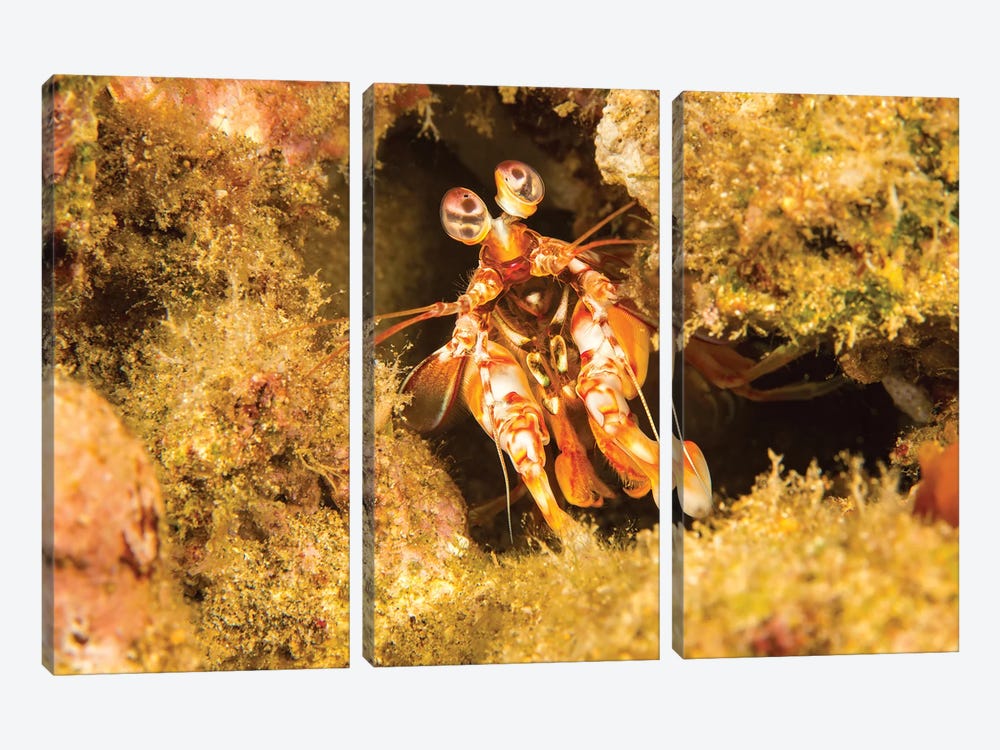 A Shortnose Mantis Shrimp, Odontodactylus Brevirostris, Hawaii by David Fleetham 3-piece Canvas Art Print