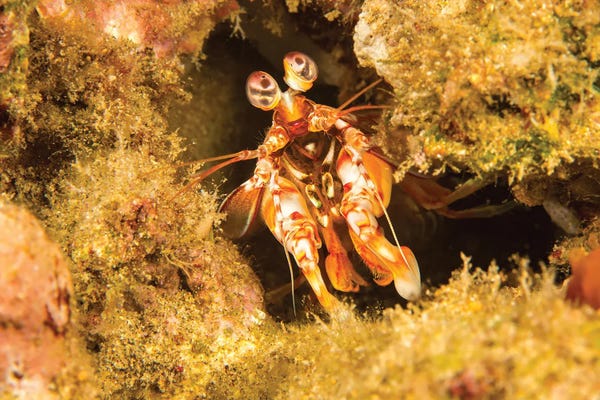David Fleetham: A Shortnose Mantis Shrimp, Odontodactylus Brevirostris, Hawaii by David Fleetham
