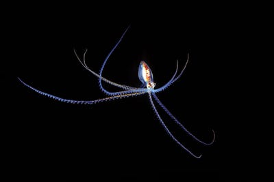 A Small Pelagic Species Of Octopus In The Coral Sea Off Northeastern Australia At Night by David Fleetham framed canvas print