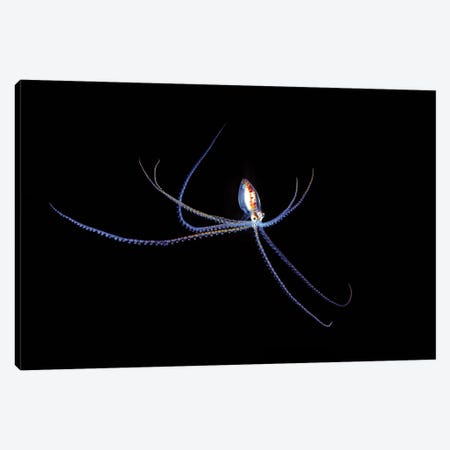A Small Pelagic Species Of Octopus In The Coral Sea Off Northeastern Australia At Night Canvas Print #DFH114} by David Fleetham Canvas Print
