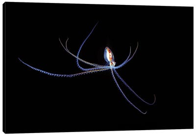 A Small Pelagic Species Of Octopus In The Coral Sea Off Northeastern Australia At Night Canvas Art Print - David Fleetham