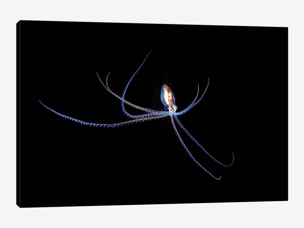 A Small Pelagic Species Of Octopus In The Coral Sea Off Northeastern Australia At Night by David Fleetham 1-piece Canvas Art