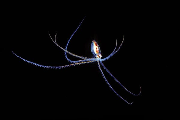 David Fleetham: A Small Pelagic Species Of Octopus In The Coral Sea Off Northeastern Australia At Night by David Fleetham