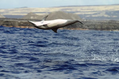 A Spinner Dolphin I, Stenella Longirostris, Performs An Aerobatic Leap In The Waters Off Of Hawaii by David Fleetham framed canvas print