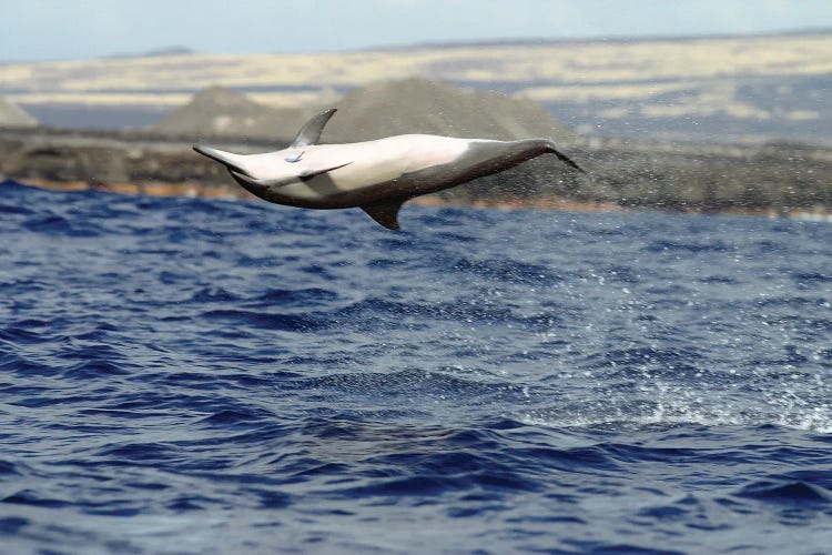 A Spinner Dolphin I, Stenella Longirostris, Performs An Aerobatic Leap In The Waters Off Of Hawaii