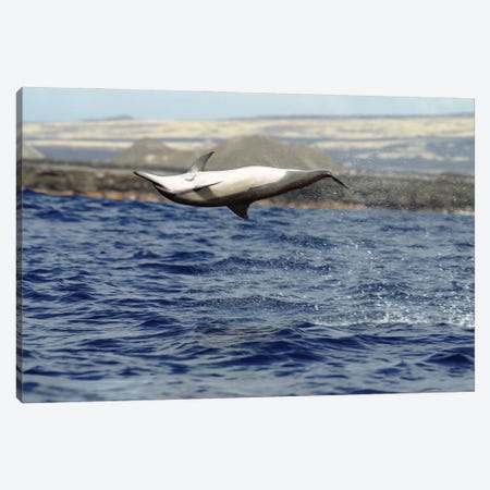 A Spinner Dolphin, Stenella Longirostris, Performs An Aerobatic Leap In The Waters Off Of Hawaii I Canvas Print #DFH115} by David Fleetham Canvas Art Print