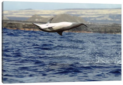 A Spinner Dolphin, Stenella Longirostris, Performs An Aerobatic Leap In The Waters Off Of Hawaii I Canvas Art Print - Dolphin Art