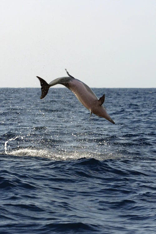 A Spinner Dolphin, Stenella Longirostris, Performs An Aerobatic Leap In The Waters Off Of Hawaii II