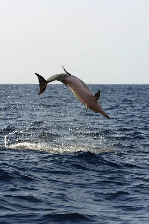 A Spinner Dolphin II, Stenella Longirostris, Performs An Aerobatic Leap In The Waters Off Of Hawaii