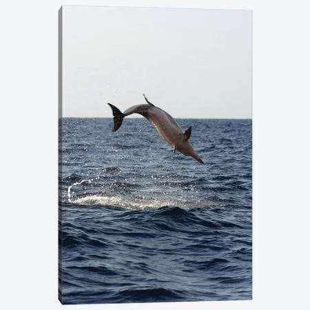 A Spinner Dolphin, Stenella Longirostris, Performs An Aerobatic Leap In The Waters Off Of Hawaii II Canvas Print #DFH116} by David Fleetham Canvas Art Print