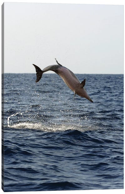 A Spinner Dolphin, Stenella Longirostris, Performs An Aerobatic Leap In The Waters Off Of Hawaii II Canvas Art Print - Dolphin Art