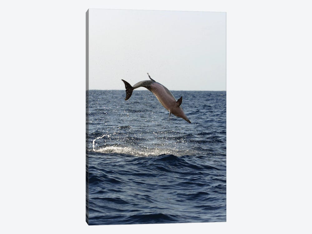 A Spinner Dolphin, Stenella Longirostris, Performs An Aerobatic Leap In The Waters Off Of Hawaii II by David Fleetham 1-piece Canvas Artwork
