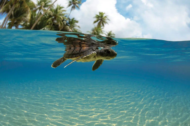 A Split View Of A Newly Hatched Baby Green Sea Turtle Entering The Ocean Off The Island Of Yap, Micronesia