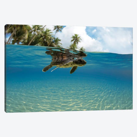 A Split View Of A Newly Hatched Baby Green Sea Turtle Entering The Ocean Off The Island Of Yap, Micronesia Canvas Print #DFH118} by David Fleetham Canvas Wall Art