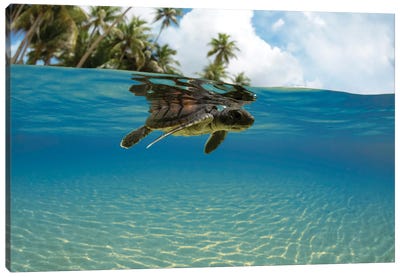 A Split View Of A Newly Hatched Baby Green Sea Turtle Entering The Ocean Off The Island Of Yap, Micronesia Canvas Art Print - David Fleetham
