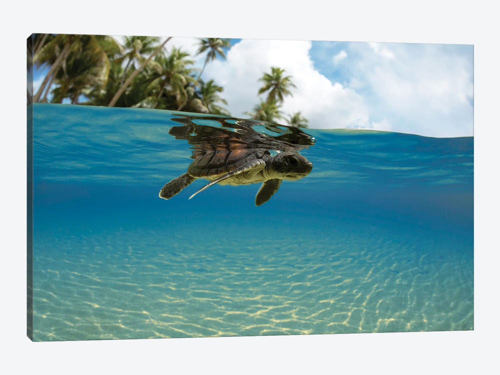 A Split View Of A Newly Hatched Baby Green Sea Turtle Entering The Ocean Off The Island Of Yap, Micronesia by David Fleetham 1-piece Canvas Artwork