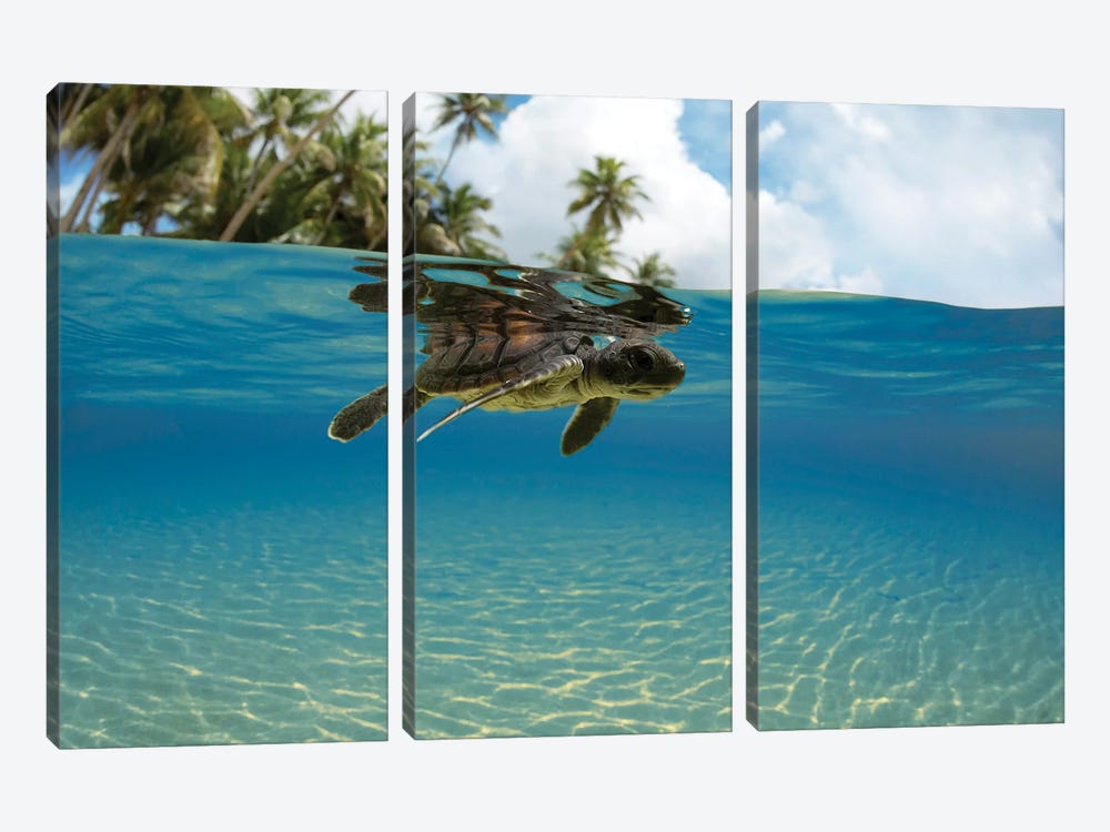 A Split View Of A Newly Hatched Baby Green Sea Turtle Entering The Ocean Off The Island Of Yap, Micronesia by David Fleetham 3-piece Canvas Artwork