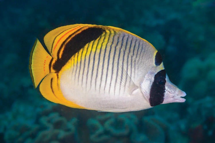 A Spot-Naped Butterflyfish, Chaetodon Oxycephalus, Raja Ampat, Indonesia