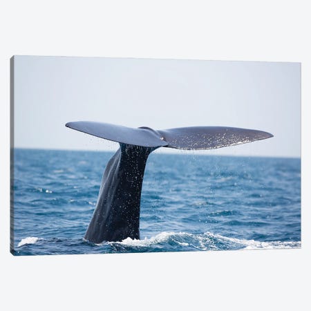 A Sperm Whale Raises Its Tail Fluke Above Water In The Indian Ocean Canvas Print #DFH11} by David Fleetham Canvas Artwork