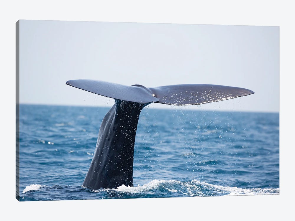 A Sperm Whale Raises Its Tail Fluke Above Water In The Indian Ocean by David Fleetham 1-piece Canvas Art