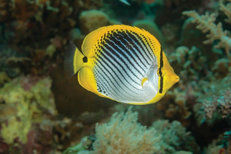 A Spot-Tail Butterflyfish, Chaetodon Ocellicaudus, Philippines