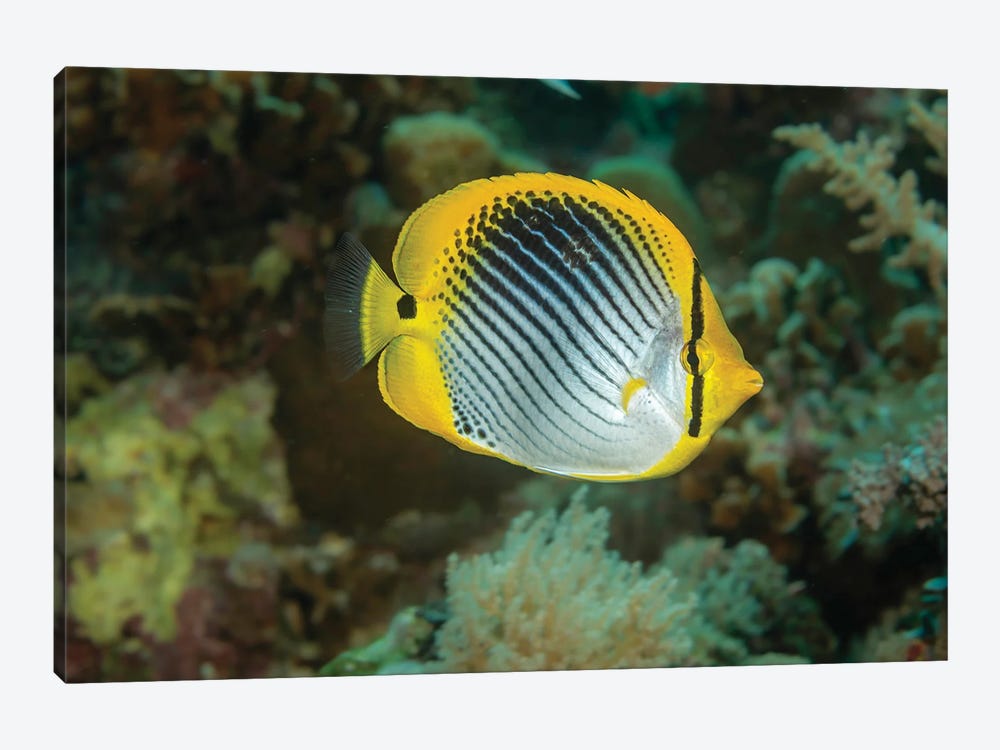 A Spot-Tail Butterflyfish, Chaetodon Ocellicaudus, Philippines by David Fleetham 1-piece Canvas Print