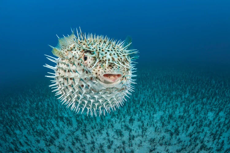 A Spotted Porcupinefish, Diodon Hystrix, Hawaii I