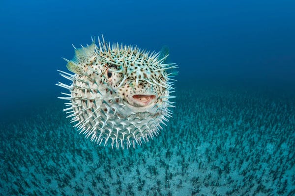A Spotted Porcupinefish, Hawaii I, Diodon Hystrix